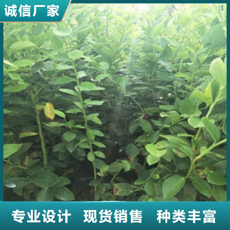 蓝莓苗绿化树绿化工程用心制作