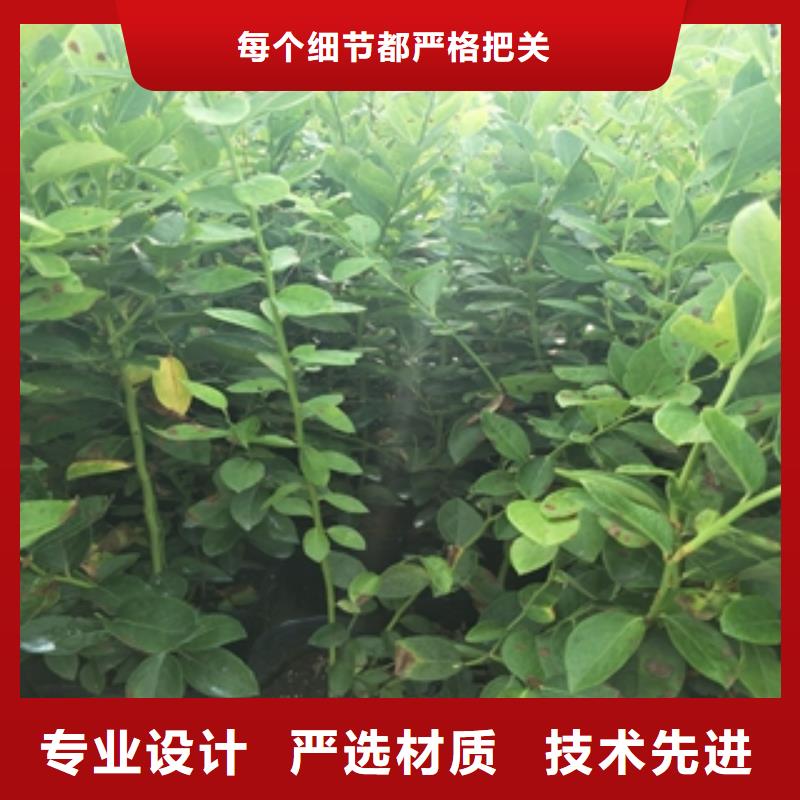 蓝莓苗国槐敢与同行比价格