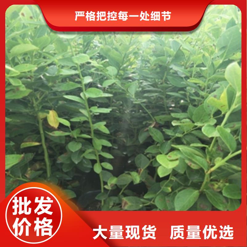 藍(lán)莓苗占地果樹源頭廠商