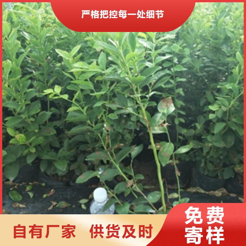 蓝莓苗-樱桃苗好货直供