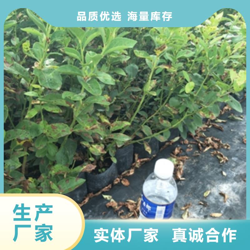 藍(lán)莓苗樹莓苗卓越品質(zhì)保障