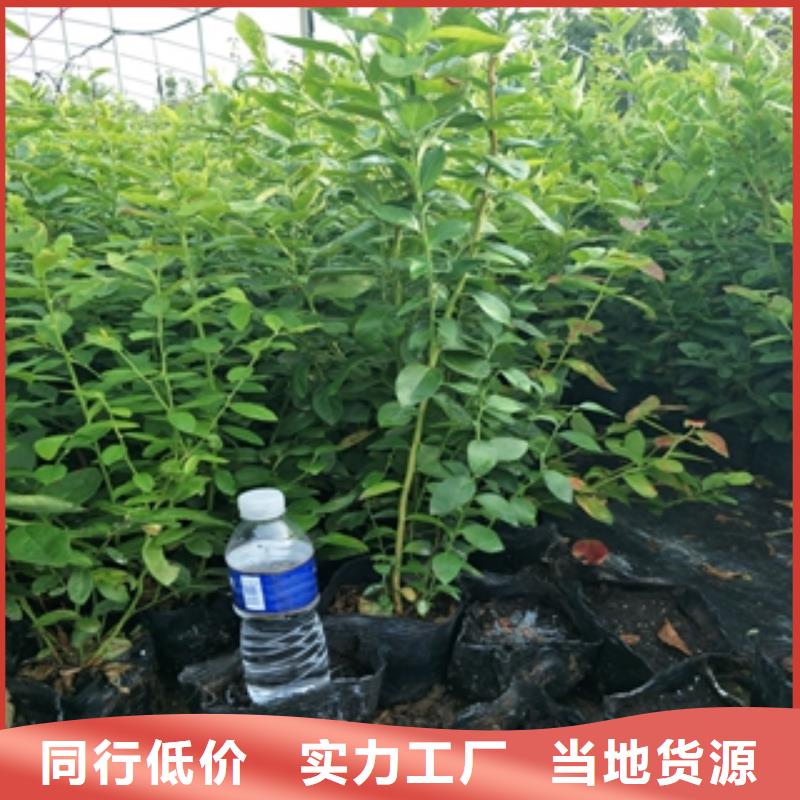蓝莓苗泰山景松造型景松源头实体厂商