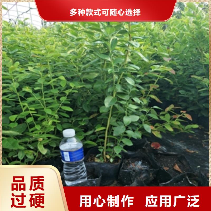 藍(lán)莓苗,泰山景松造型景松質(zhì)量不佳盡管來找我