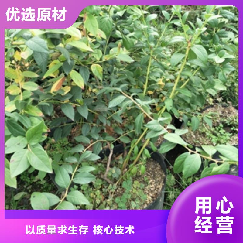 蓝莓苗绿化树绿化工程用心制作