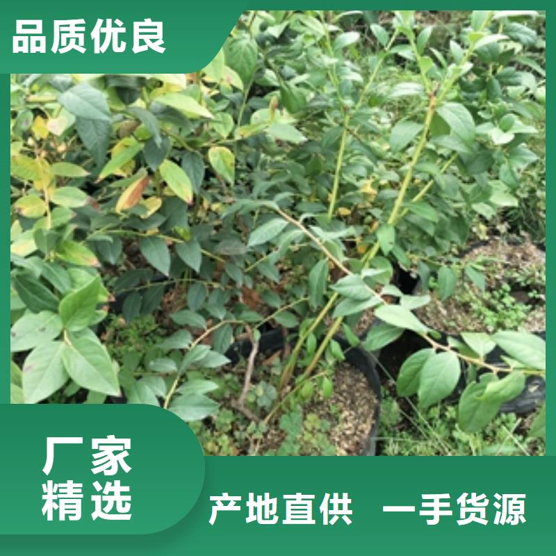 蓝莓苗_占地果树现货供应