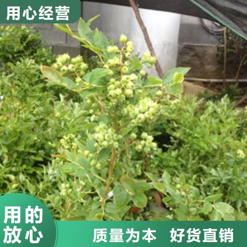 蓝莓苗泰山景松造型景松源头实体厂商