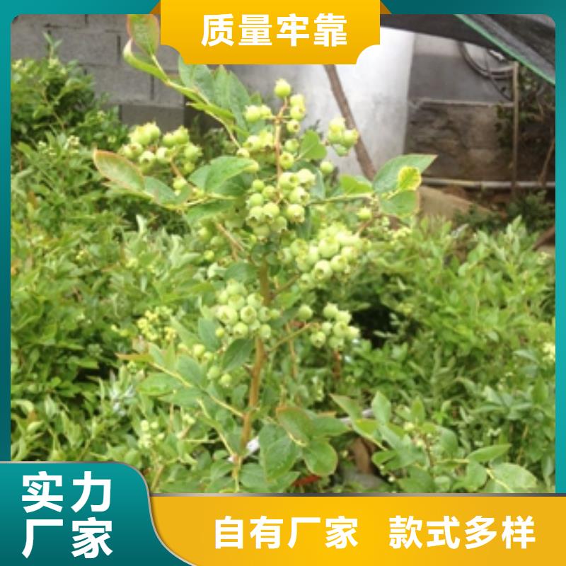 蓝莓苗-占地果树实力雄厚品质保障