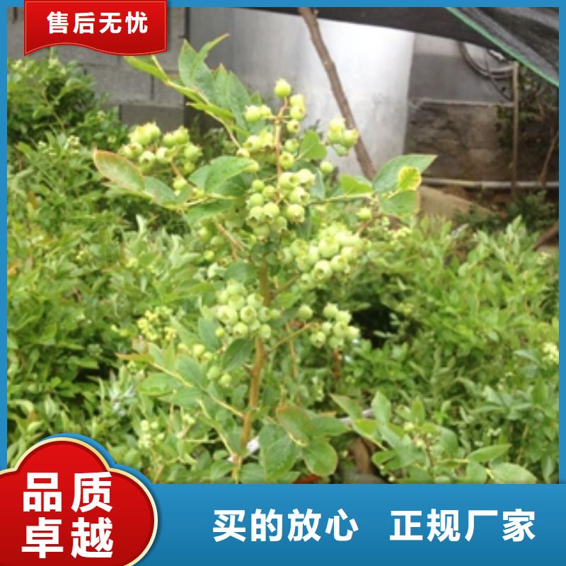 藍莓苗,泰山景松造型景松大量現(xiàn)貨