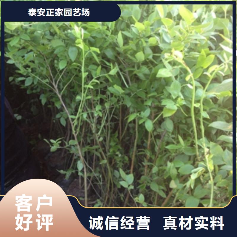蓝莓苗支持加工定制