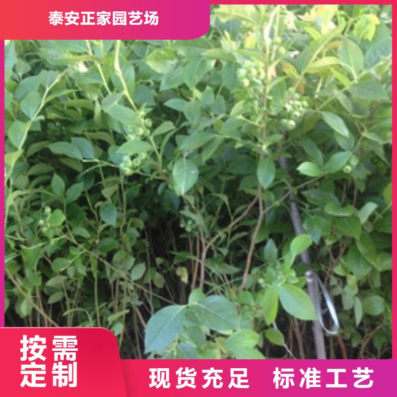 蓝莓苗-樱桃苗好货直供