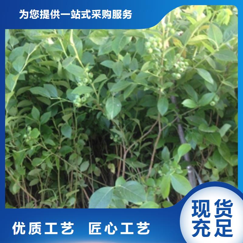 蓝莓苗泰山景松造型景松源头实体厂商