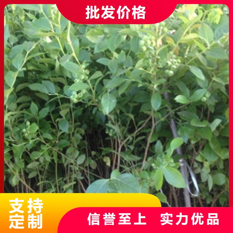 藍莓苗,核桃苗櫻花苗長果桑樹苗滿足您多種采購需求