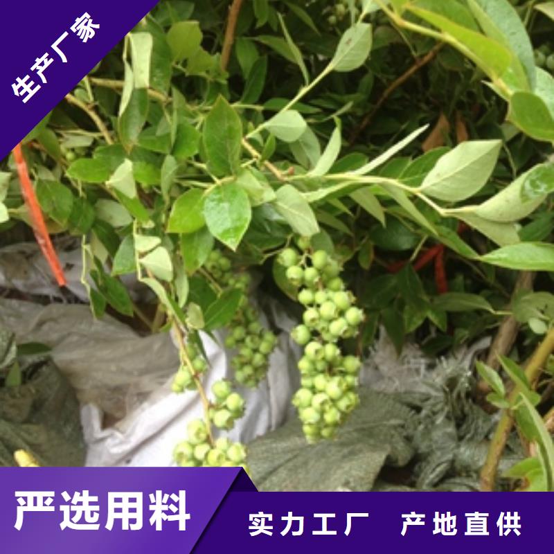 藍(lán)莓苗樹莓苗卓越品質(zhì)保障