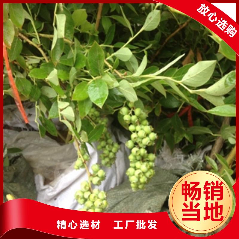 藍莓苗,核桃苗櫻花苗長果桑樹苗滿足您多種采購需求