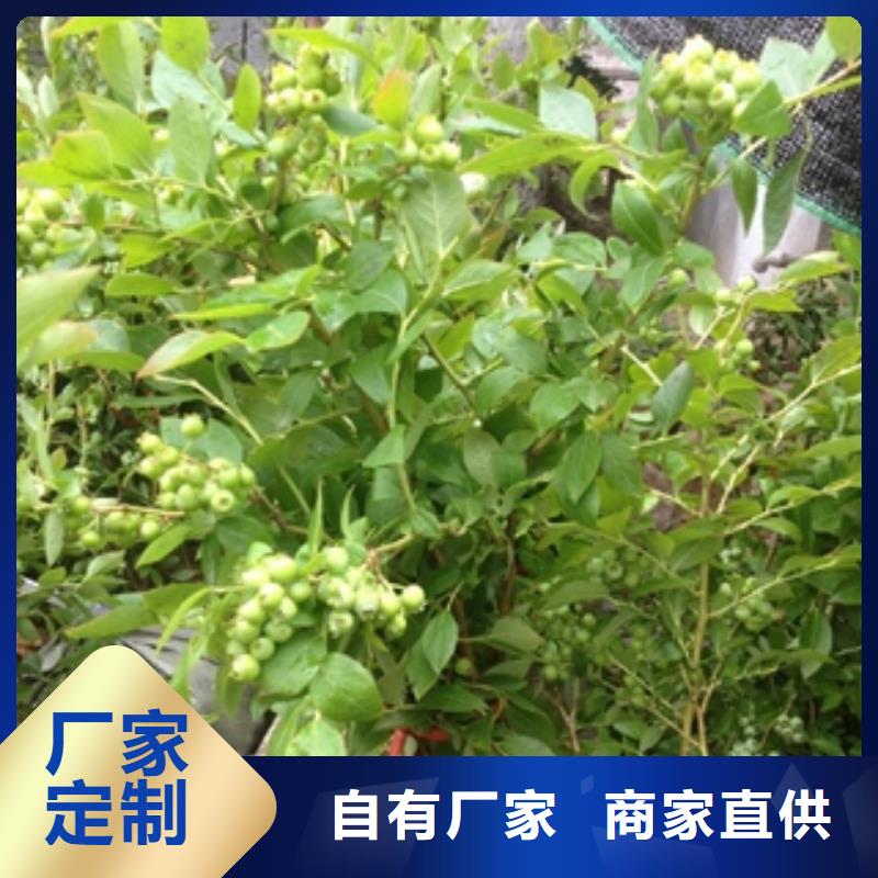 蓝莓苗-占地果树实力雄厚品质保障