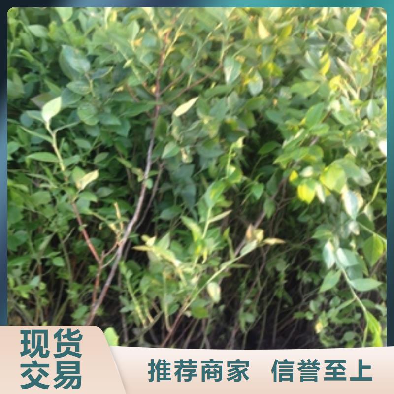 藍(lán)莓苗大廠生產(chǎn)品質(zhì)