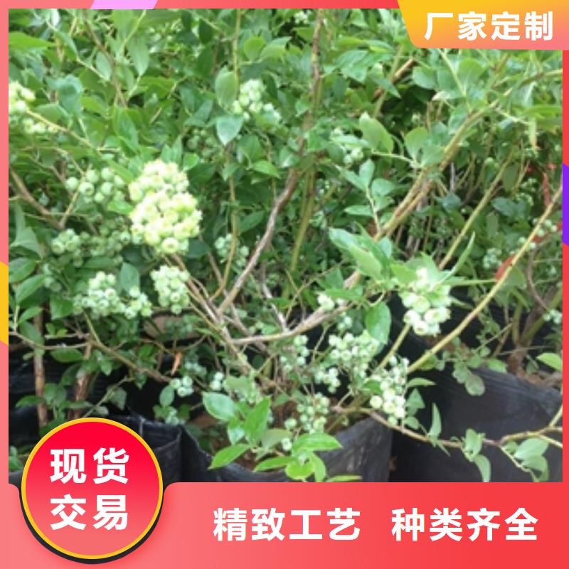 藍莓苗,核桃苗櫻花苗長果桑樹苗滿足您多種采購需求