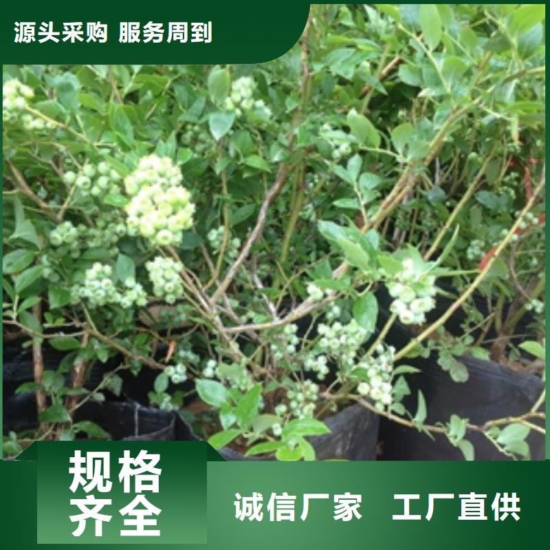 藍莓苗,核桃苗櫻花苗長果桑樹苗滿足您多種采購需求