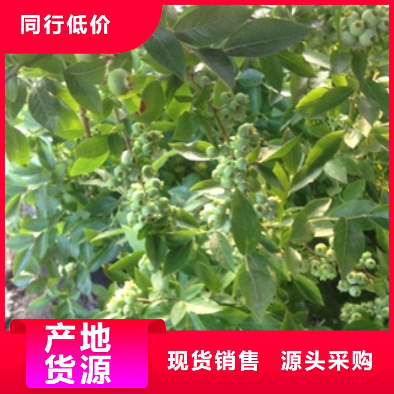 藍(lán)莓苗樹莓苗卓越品質(zhì)保障