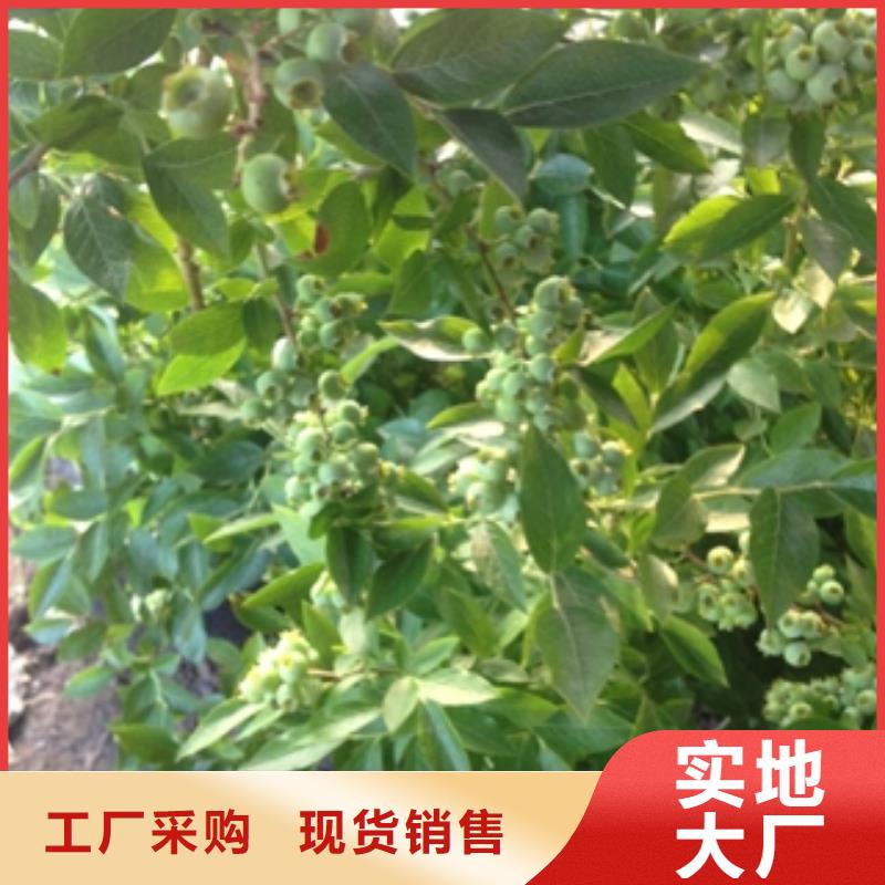 藍(lán)莓苗占地果樹廠家新品
