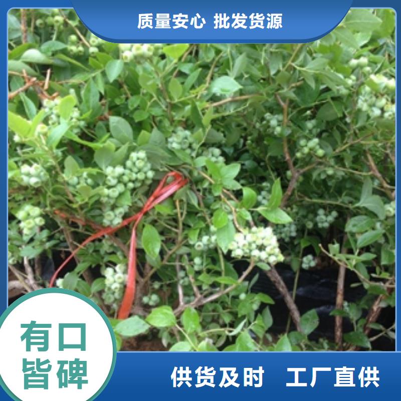 藍(lán)莓苗-核桃苗櫻花苗長(zhǎng)果桑樹苗把實(shí)惠留給您
