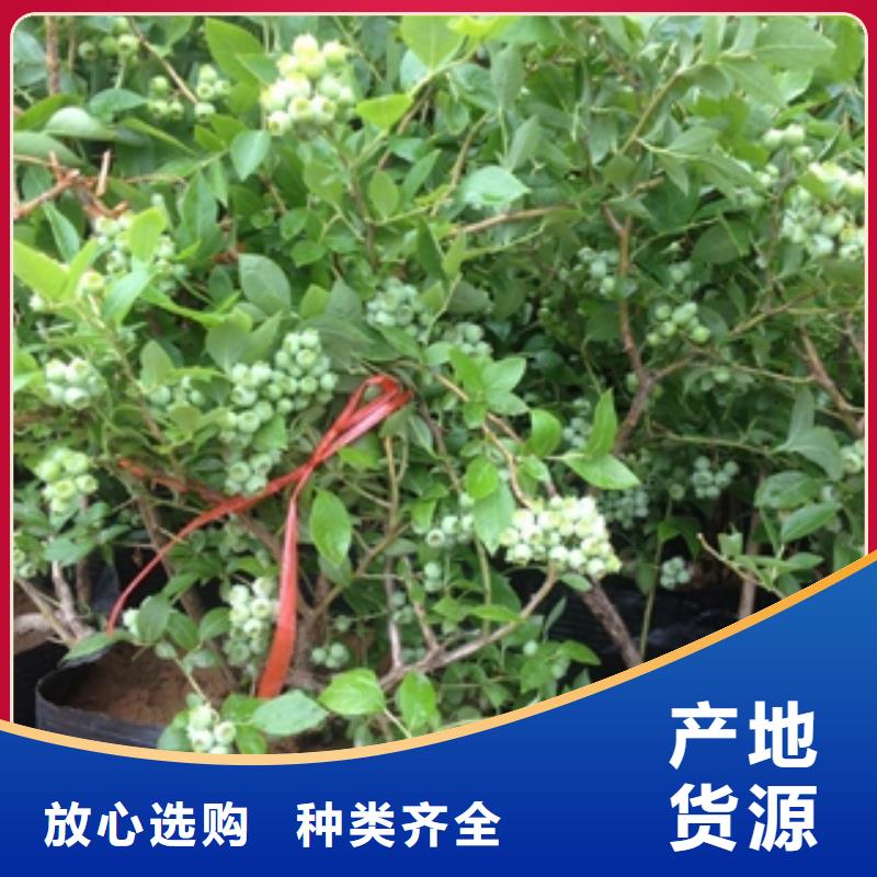 藍(lán)莓苗占地果樹廠家新品