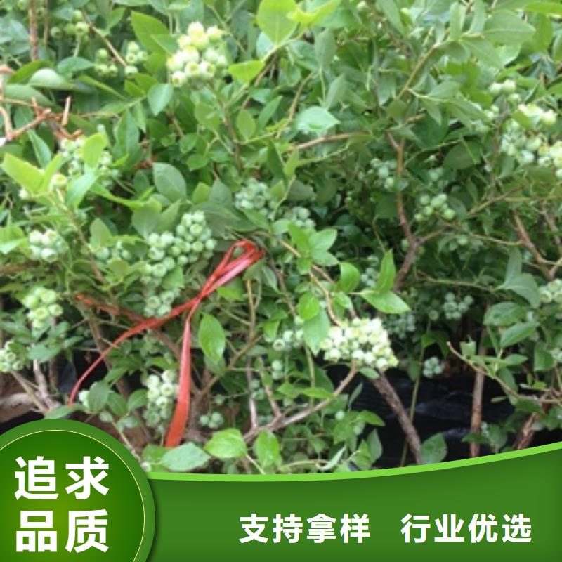 藍莓苗,核桃苗櫻花苗長果桑樹苗滿足您多種采購需求