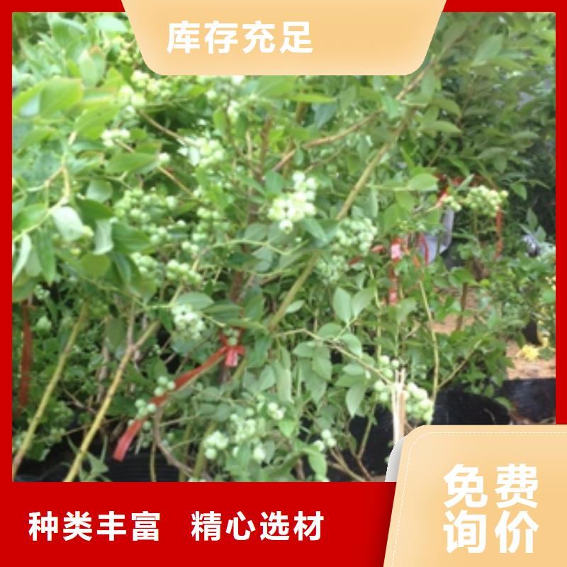 藍(lán)莓苗占地果樹廠家新品
