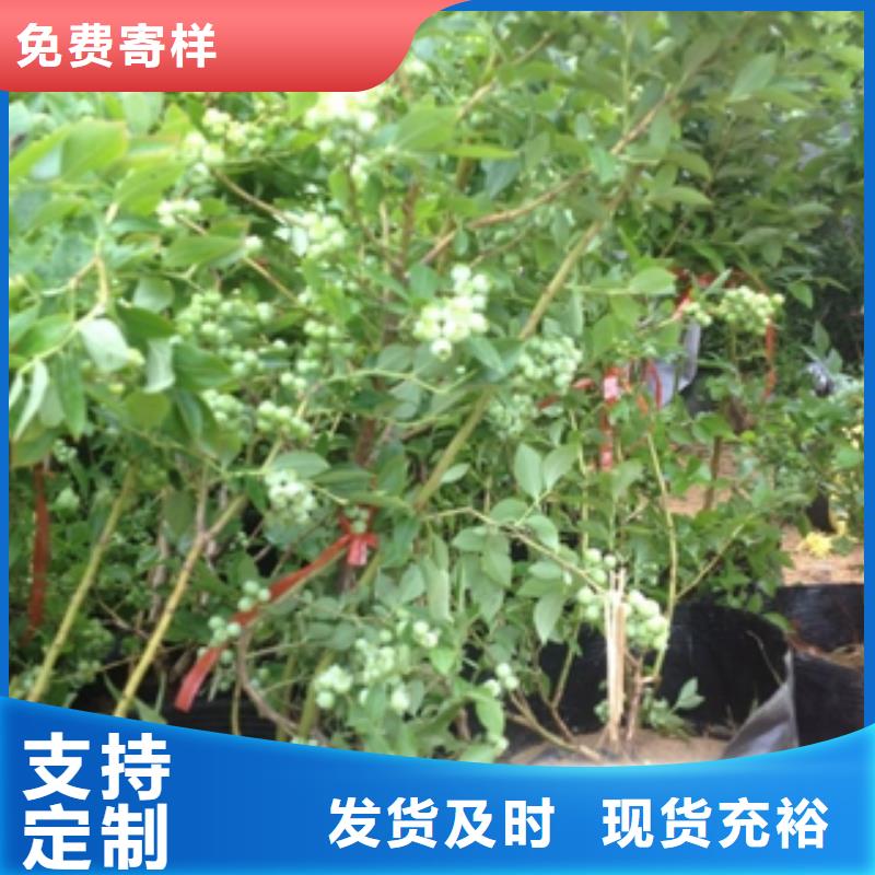 藍(lán)莓苗樹莓苗卓越品質(zhì)保障