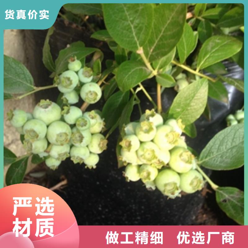 藍(lán)莓苗大廠生產(chǎn)品質(zhì)