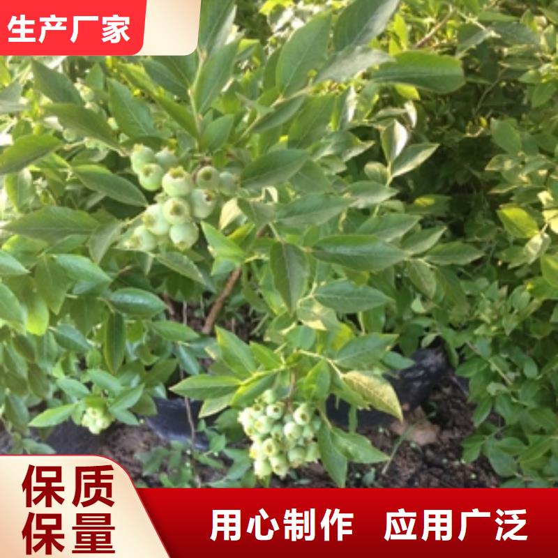 藍(lán)莓苗占地果樹廠家新品