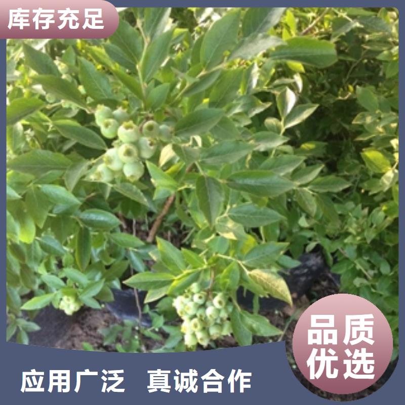藍莓苗,核桃苗櫻花苗長果桑樹苗滿足您多種采購需求