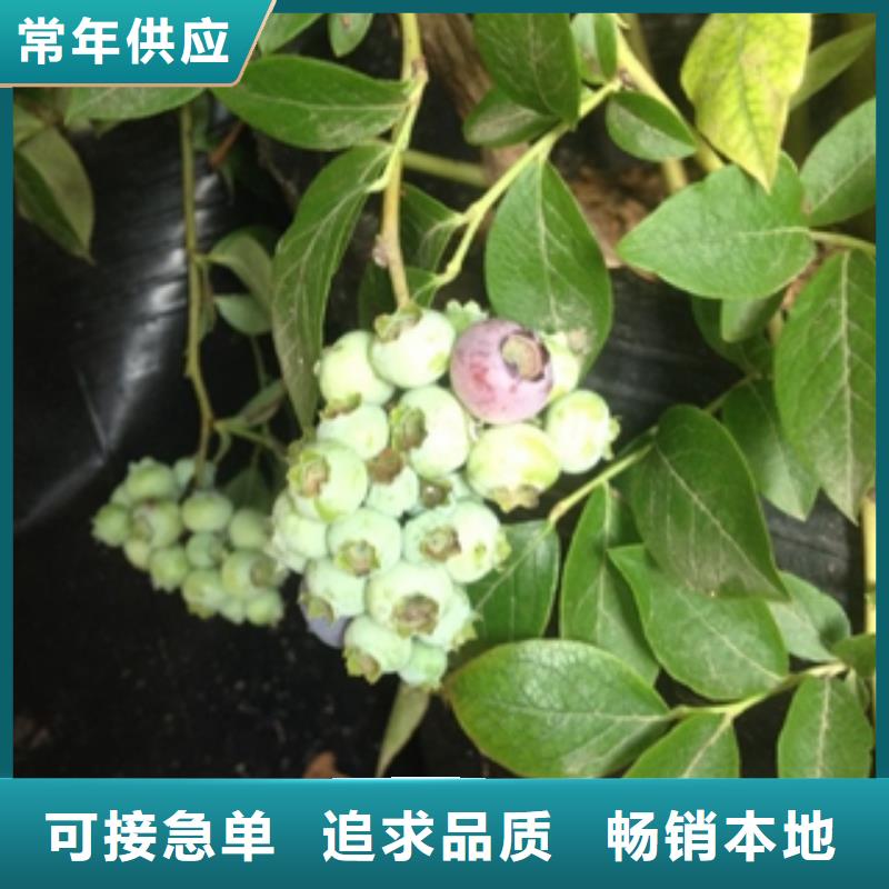 藍(lán)莓苗樹莓苗卓越品質(zhì)保障