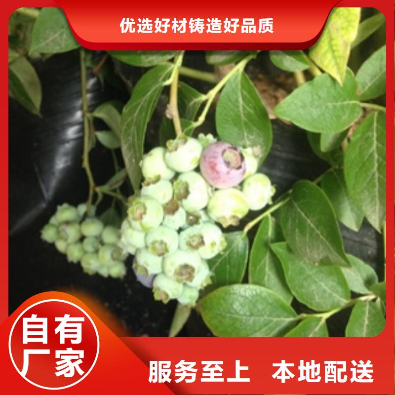 藍(lán)莓苗樹莓苗卓越品質(zhì)保障