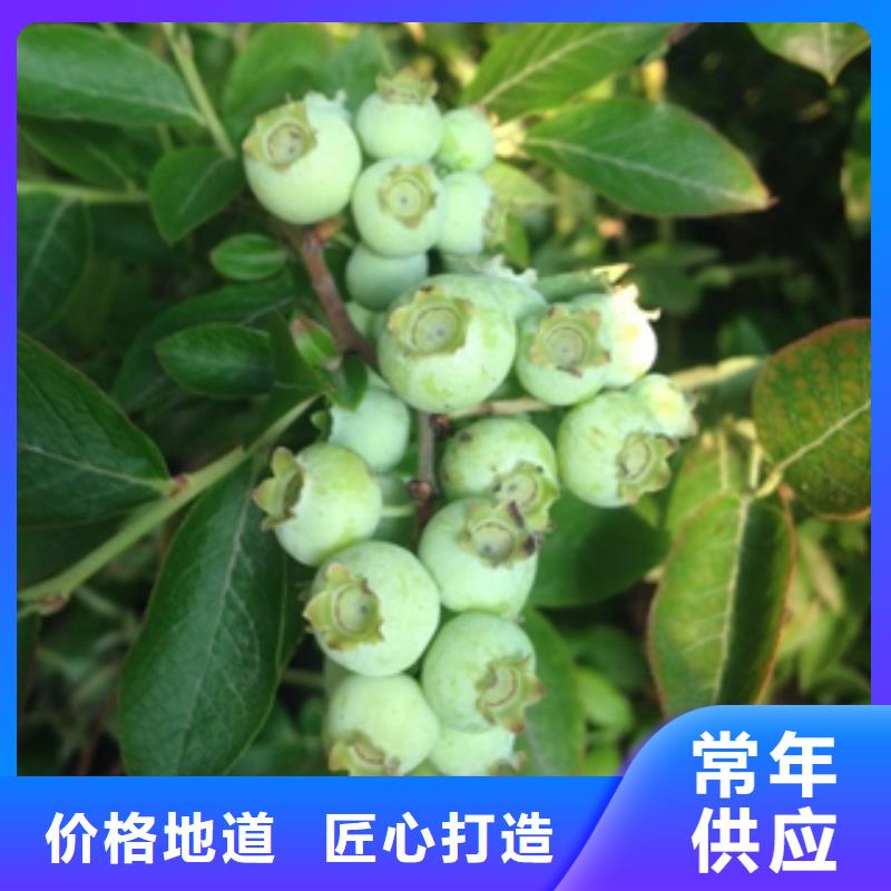藍(lán)莓苗樹莓苗卓越品質(zhì)保障
