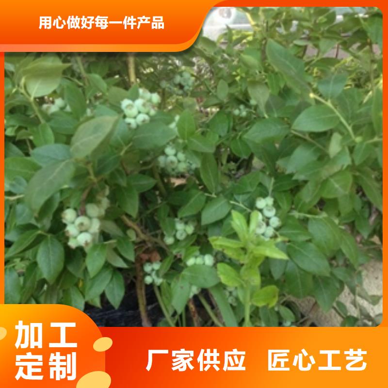 藍(lán)莓苗大廠生產(chǎn)品質(zhì)