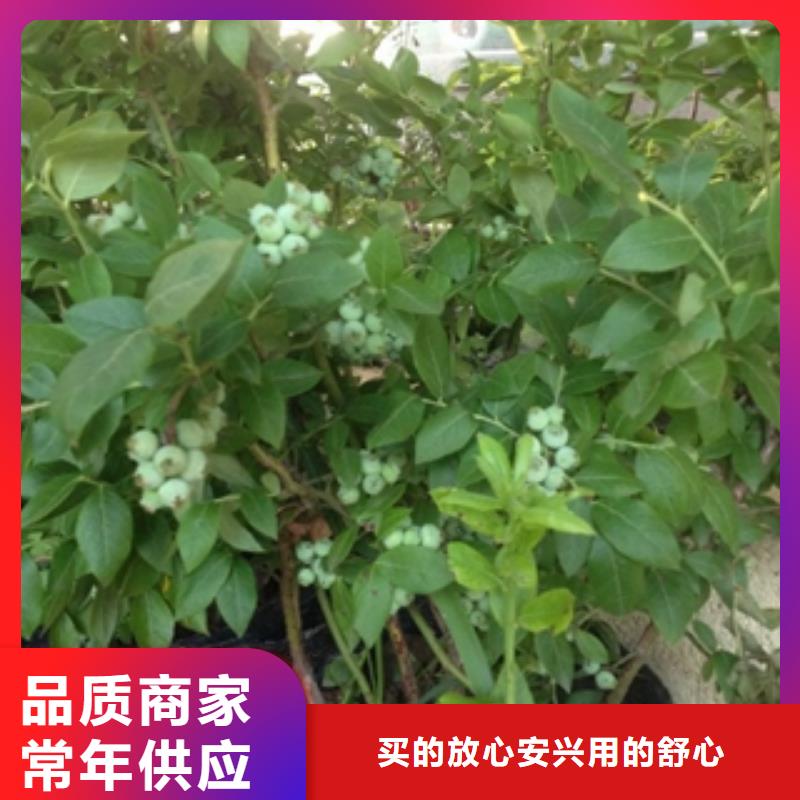 藍(lán)莓苗占地果樹廠家新品
