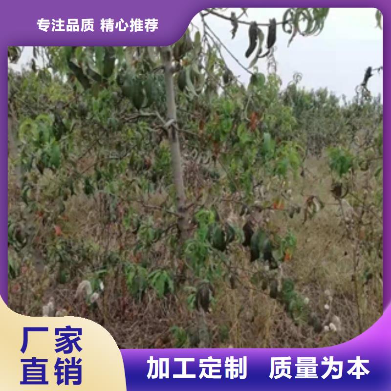 桃樹(shù)綠化樹(shù)綠化工程一手價(jià)格