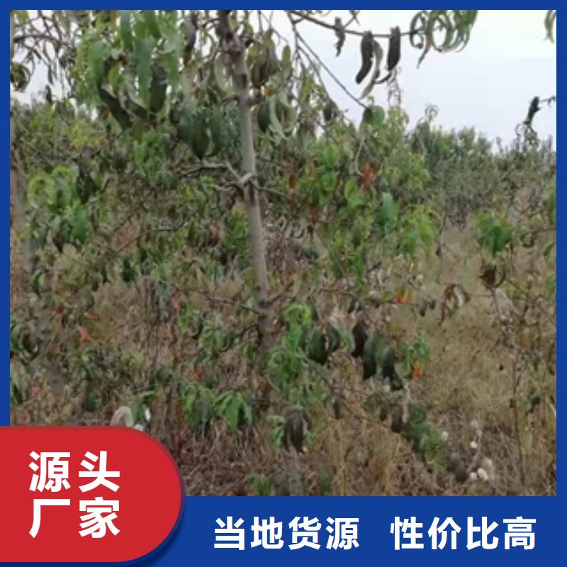 桃树钙果苗好品质经得住考验