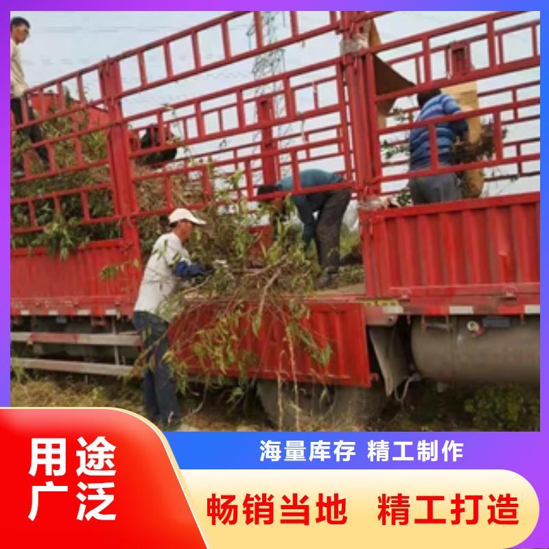 桃樹碧桃歡迎新老客戶垂詢