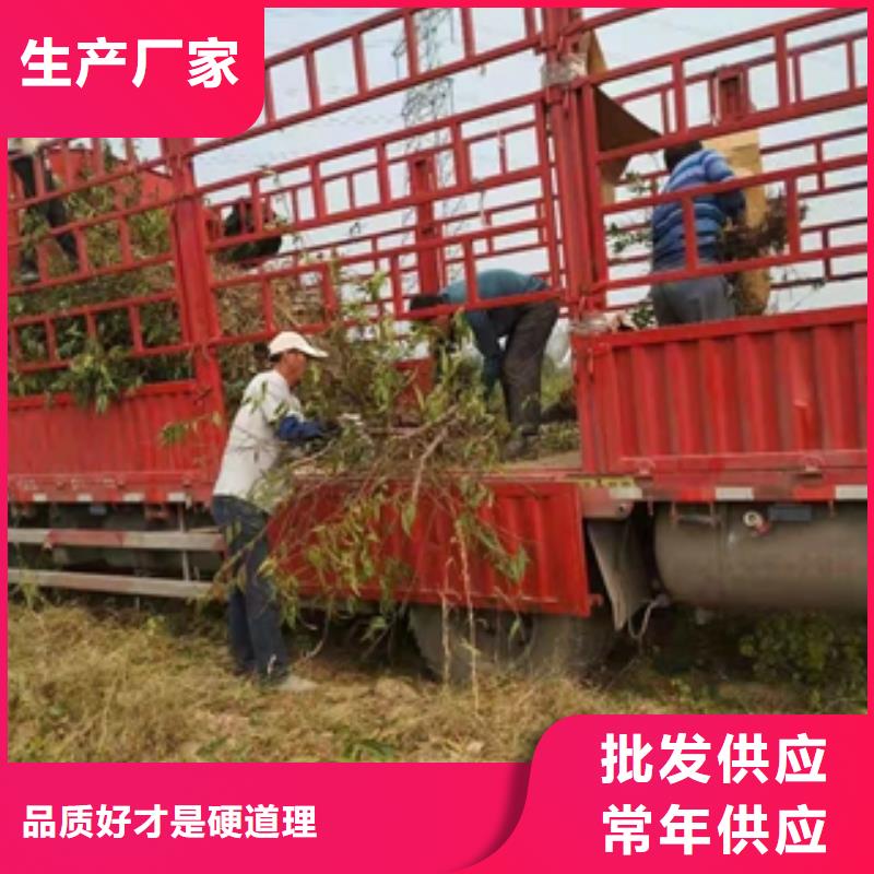 桃树国槐价格实惠