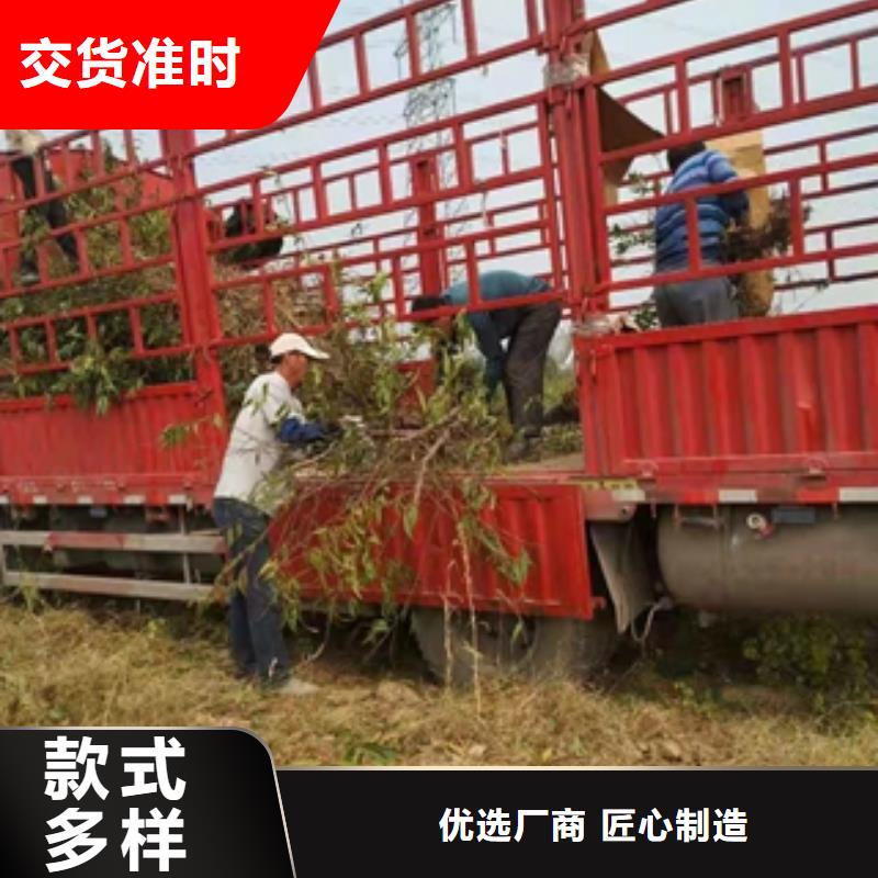 桃樹鈣果苗源廠定制