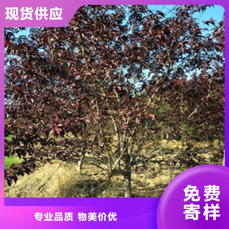 桃树绿化树绿化工程优质原料