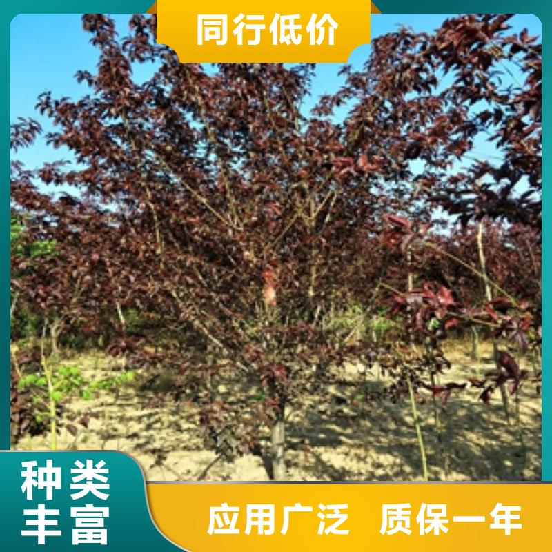 桃樹綠化樹綠化工程用心做產品