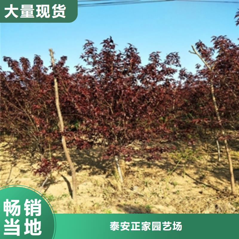 桃树,钙果苗好产品价格低