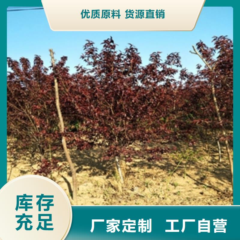 桃樹綠化樹綠化工程用心做產品