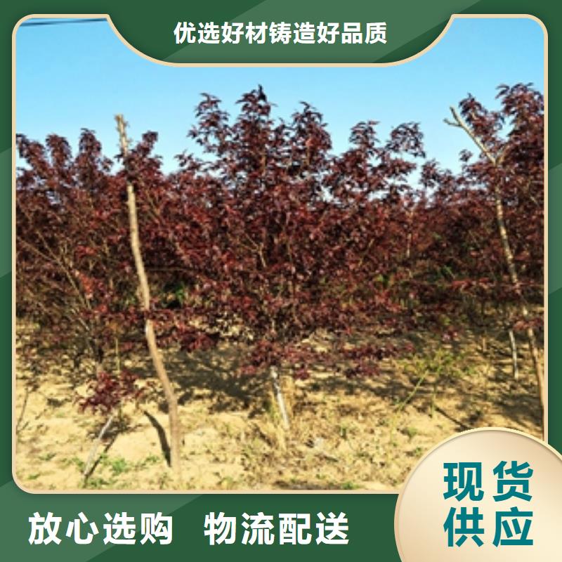 桃树国槐价格实惠