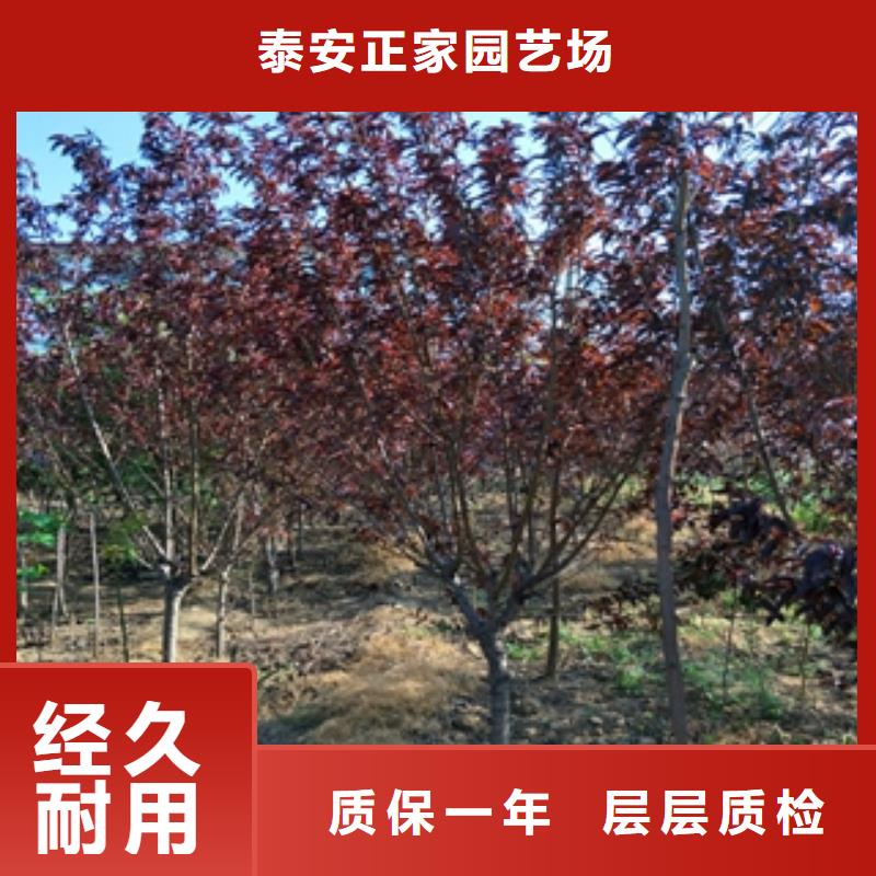 桃樹(shù)綠化樹(shù)綠化工程一手價(jià)格