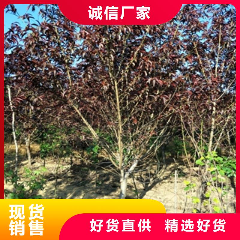 桃树蓝莓苗厂家货源