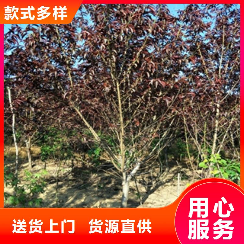 桃樹國槐價格實惠